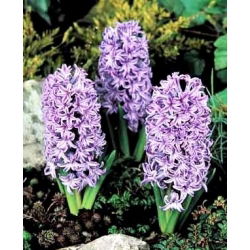 ผักตบชวาอเมทิส - 3 ชิ้น -  Hyacinthus orientalis