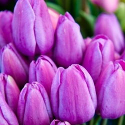 Hoa tulip kỳ diệu - 5 chiếc - Tulipa Magic Lavender
