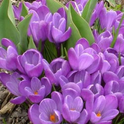 Crocus Remembrance - 10 bebawang