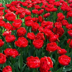 Tulipaner Miranda - pakke med 5 stk - Tulipa Miranda