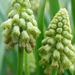 Muscari Bellevalia Pearl verde - Iacob de struguri Bellevalia Green Pearl - 5 bulbi