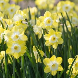 ناپیکس Pipit - Daffodil Pipit - 5 لامپ - Narcissus