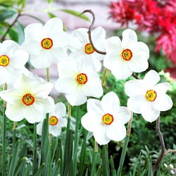 Narcis Actaea - Daffodil Actaea - 5 lukovica - Narcissus
