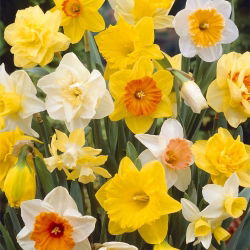 Narcissus Mix - Нарцисов микс - 5 луковици