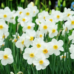 Set 5 – Poet’s daffodil Recurvus – 25 pcs; poet's narcissus, nargis, pheasant's eye, findern flower, pinkster lily