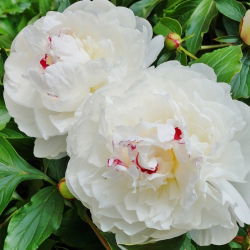 Pionslekta - Festiva Maxima - Paeonia
