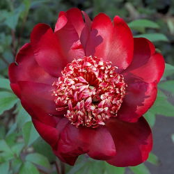 Paeonia, božur Nippon Ljepota - lukovica / gomolj / korijen