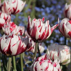 Tulipa Carnaval de Nice - Tulpe Carnaval de Nice - 5 Zwiebeln