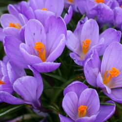 Crocus Grand Master - 10 цибулин - Crocus Grand Maitre