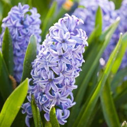 แจ็คเก็ต Hyacinthus Sky - แจ็คเก็ต Hyacinthus - 3 หลอด