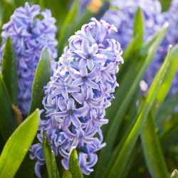 แจ็คเก็ต Hyacinthus Sky - แจ็คเก็ต Hyacinthus - 3 หลอด