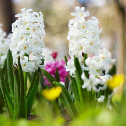 Hiacintas - Aiolos - pakuotėje yra 3 vnt - Hyacinthus