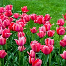 Tulipa Van Eijk - paquete de 5 piezas