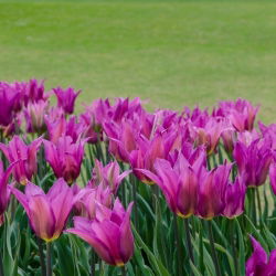 Tulipa Maytime - Lale Maytime - 5 ampul