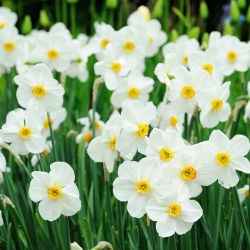 Narcissus Recurvus - Narcisa Recurvus - 5 lukovica