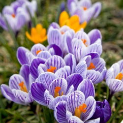 Crocus Pickwick - 10 bebawang