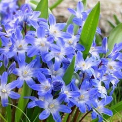 Chionodoxa forbesi blue - Glory of Snow forbesi blue - 10 bulbs