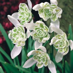 Galanthus nivalis - Flore Pleno - pakuotėje yra 3 vnt