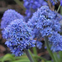 Muscari Blue Spike - Hidacint de struguri Blue Spike - 10 bulbi