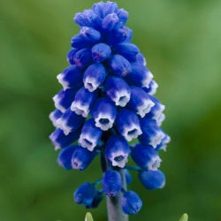Muscari Dark Eyes - Ochiul închis de sâmburi de struguri - 5 bulbi