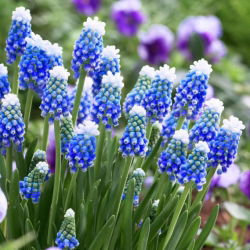 Muscari Dağı Başlığı - Üzüm Sümbül Dağı Başlığı - 5 ampul