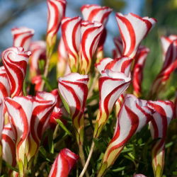 Käenkaalit - Versicolor - paketti 2 kpl - Oxalis
