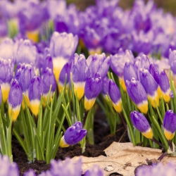 Crocus Tricolor - pek besar! - 200 pcs - 