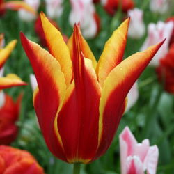 Tulipa Aladdin - Tulip Aladdin - 5 soğan