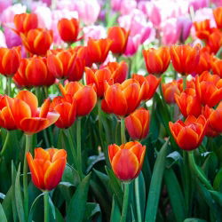 Tulipa Anno Schilder  - 郁金香Anno Schilder  -  5个洋葱 - Tulipa Annie Schilder