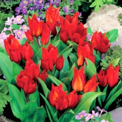 Tulipa Tubergen'in Çeşitliliği - Tulip Tubergen'in Çeşitliliği - 5 ampul - Tulipa Tubergen's Variety