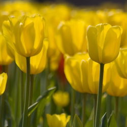 Tulipa Yellow - Tulip Yellow - 5 soğan