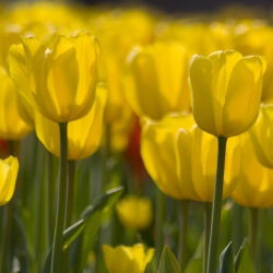 Tulip Kuning - pek besar! - 50 pcs - 