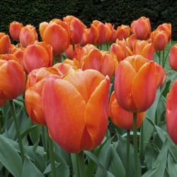 Tulipa Kahverengi Şeker - Lale Kahverengi Şeker - 5 ampul - Tulipa Brown Sugar