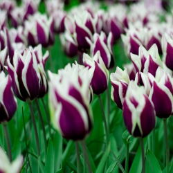 Tulipa Songbook - Tulip Songbook - 5 Bulbs - Tulipa Chansonette