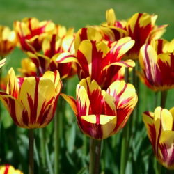 Tulipa El Cid - Tulip El Cid - 5 ampul