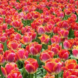 Tulipa Miami Sunset - Tulip Miami Sunset - 5 lampu