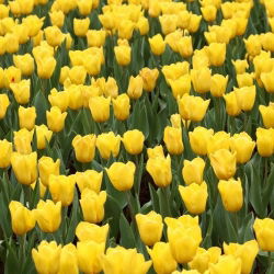 Tulipa Mini Star - Tulip Mini Star - 5 lampu