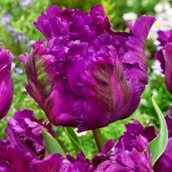 Tulipano Negrita Parrot - pacchetto di 5 pezzi - Tulipa Negrita Parrot