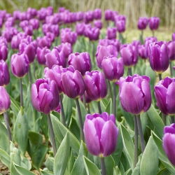 Tulipa Bold - Tulip Bold - 5 soğan - Tulipa Negrita