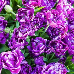 Tulpės Negrita Double - pakuotėje yra 5 vnt - Tulipa Negrita Double