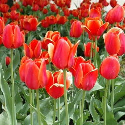 Tulipa Temple Of Beauty - Tulip Temple Krásy - 5 kvetinové cibule