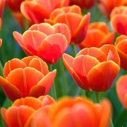 Tulipa Verandi - Tulip Verand - 5 lampu