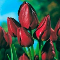 Tulpės Wallflower - pakuotėje yra 5 vnt - Tulipa Wallflower
