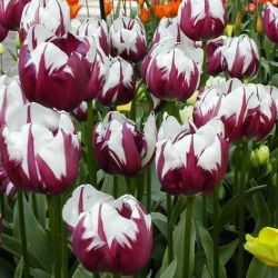 Tulipa Zurel - Tulip Zurel - 5 لمبات