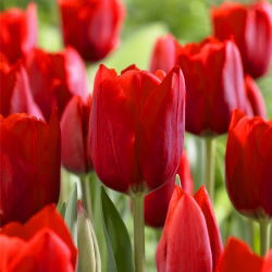 Tulipa Bastogne - Lale Bastogne - 5 soğan