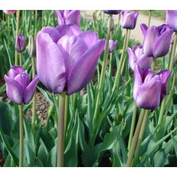 Tulipa Blue Aimable - Tulip Blue Aimable - 5 kvetinové cibule