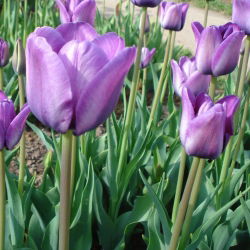 Tulipa Blue Aimable - Tulip Blue Aimable - 5 kvetinové cibule