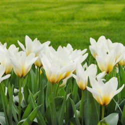 Tulipa Concerto - Tulip Concerto - 5 lampu
