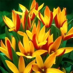 Tulipa Cynthia - Tulip Cynthia - 5 soğan