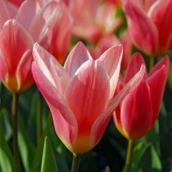 Tulipa Fashion - Tulip Fashion - 5 lampu